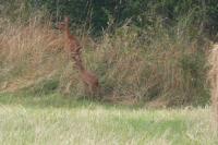 Capreolus capreolus