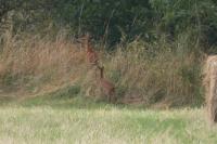 Capreolus capreolus