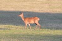 Cervus elaphus