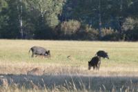 Sus scrofa
