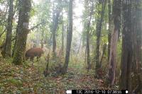 Sus scrofa