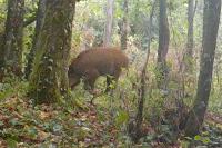Sus scrofa
