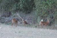 Capreolus capreolus