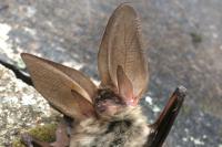 Plecotus austriacus