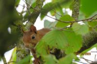 Sciurus vulgaris