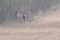 Capreolus capreolus