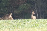 Capreolus capreolus