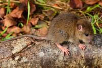 Rattus norvegicus