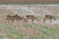Capreolus capreolus
