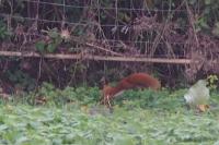 Sciurus vulgaris