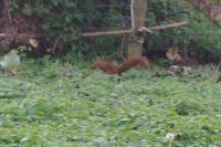 Sciurus vulgaris