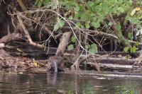 Myocastor coypus