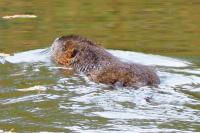 Myocastor coypus