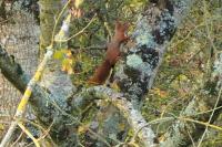 Sciurus vulgaris