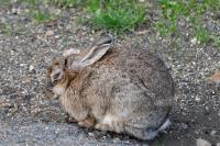 Oryctolagus cuniculus