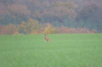 Lepus europaeus