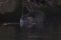 Myocastor coypus