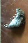 Clethrionomys glareolus