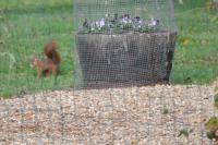 Sciurus vulgaris