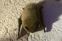 Pipistrellus
