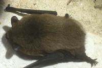 Pipistrellus