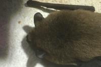 Pipistrellus