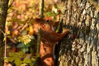 Sciurus vulgaris