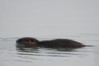 Myocastor coypus