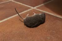 Crocidura russula