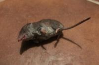 Crocidura russula