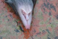 Crocidura russula