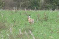 Lepus europaeus
