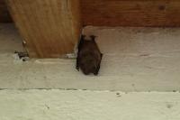Myotis emarginatus
