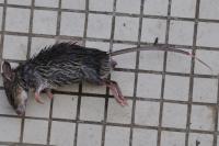 Apodemus sylvaticus
