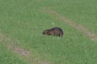 Myocastor coypus
