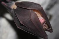 Rhinolophus ferrumequinum