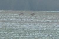 Lepus europaeus