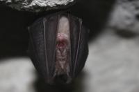 Rhinolophus hipposideros