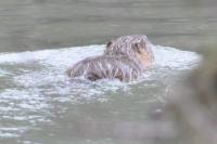 Myocastor coypus