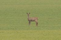 Capreolus capreolus