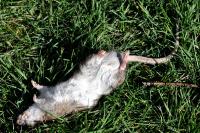 Rattus norvegicus