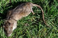 Rattus norvegicus