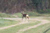 Capreolus capreolus