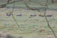 Lepus europaeus