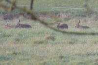 Lepus europaeus