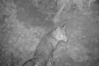 Vulpes vulpes