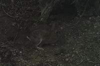 Oryctolagus cuniculus