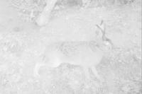 Lepus europaeus