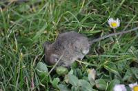 Apodemus sylvaticus