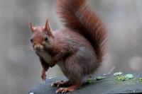 Sciurus vulgaris